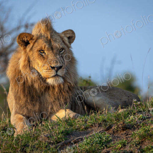 A sub-adult male lion, Panthera leo, lying on a mound.