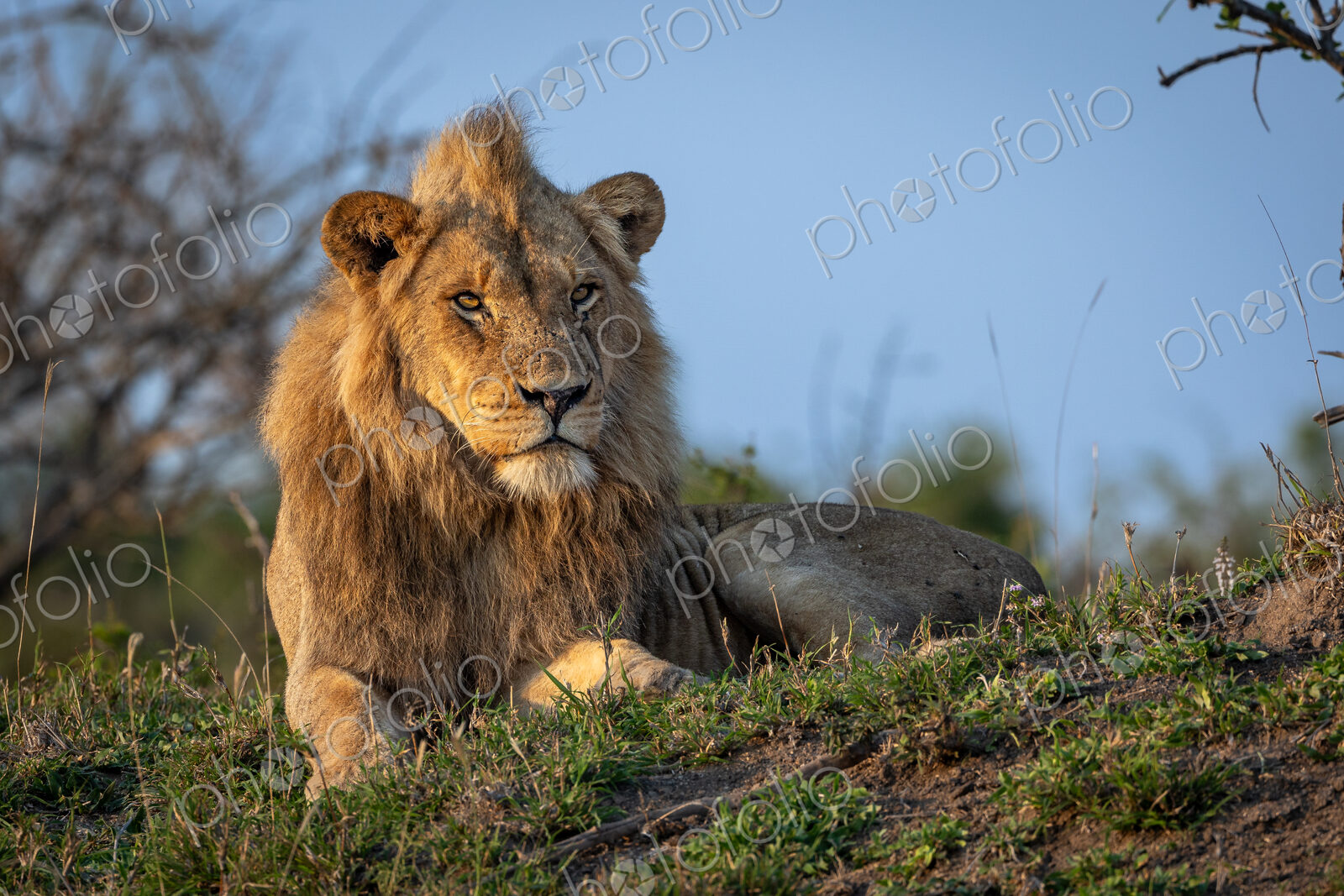 A sub-adult male lion, Panthera leo, lying on a mound.