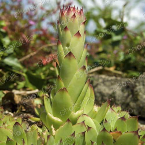 A succulent fleshy seedum plant, with a tall centre. Surface view, close up. A succulent fleshy seedum plant, with a tall centre. Surface view, close up.