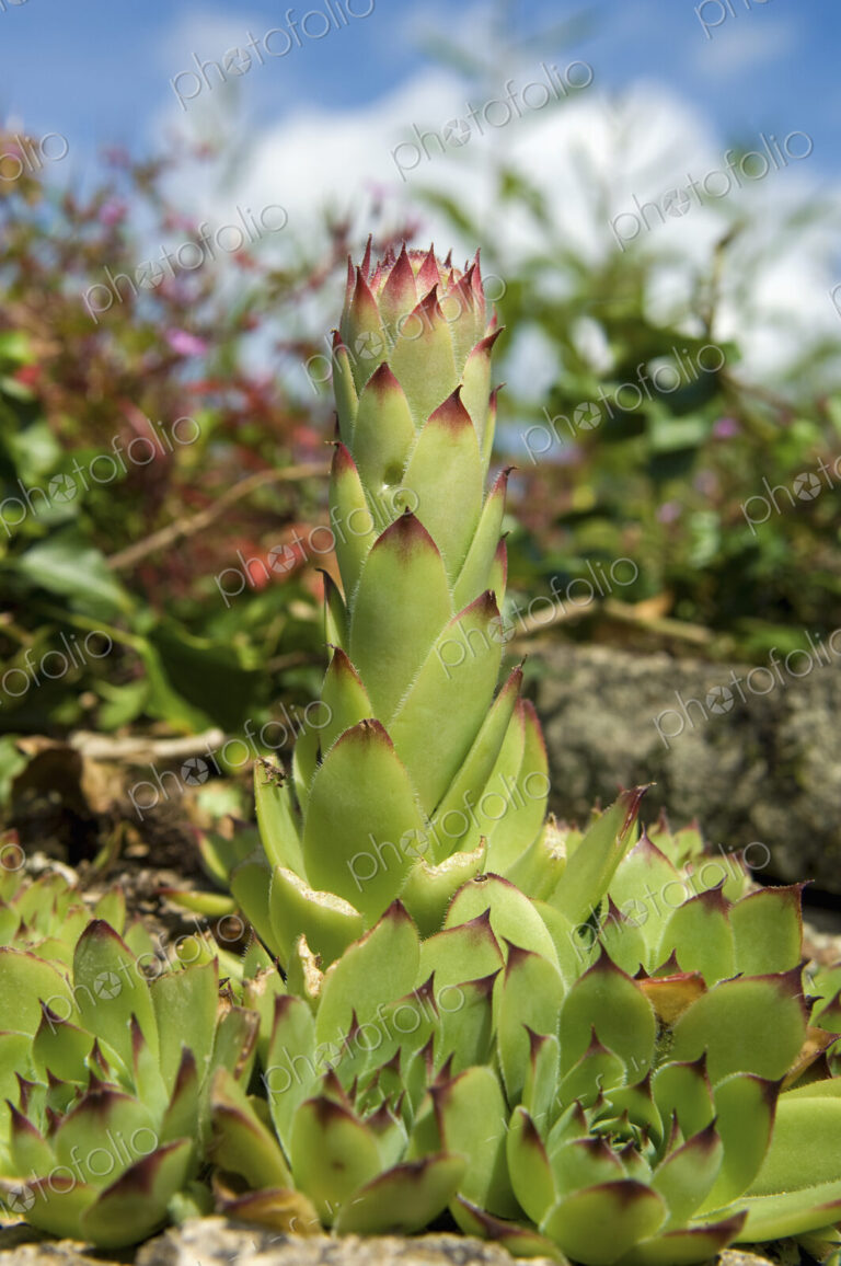 A succulent fleshy seedum plant, with a tall centre. Surface view, close up.