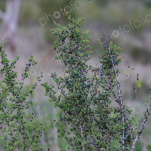 A swarm of flies, Diptera, on a tree. A swarm of flies, Diptera, on a tree.