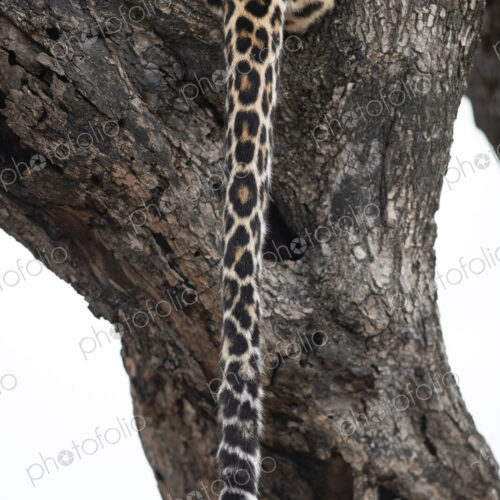 A tail of a leopard, Panthera pardus, sitting in a tree.