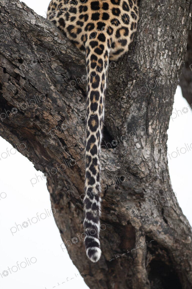 A tail of a leopard, Panthera pardus, sitting in a tree.