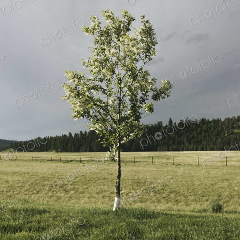 A tall windswept fruit tree in spring in a meadow, a forest in the distance.