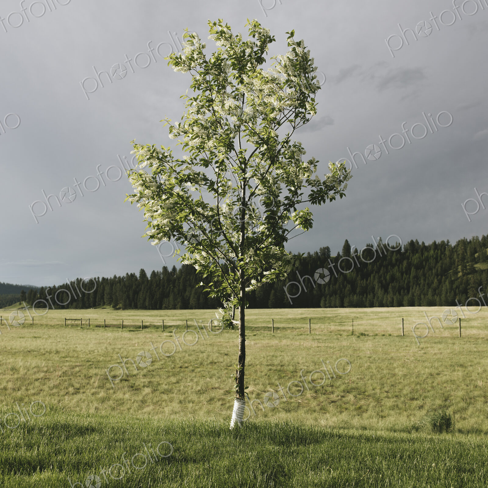 A tall windswept fruit tree in spring in a meadow, a forest in the distance.