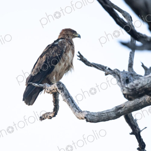 A tawny Eagle, Aquila rapax, perched in a dead tree. A tawny Eagle, Aquila rapax, perched in a dead tree.