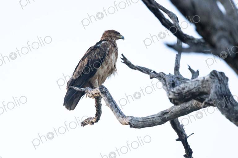 A tawny Eagle, Aquila rapax, perched in a dead tree.