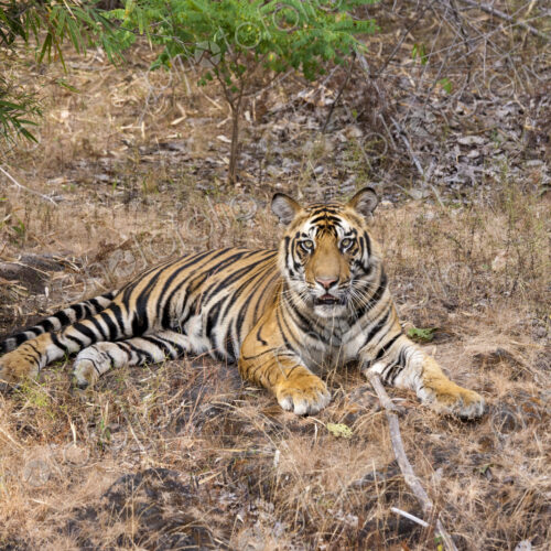 A tiger in Bandhavgarh National Park, India