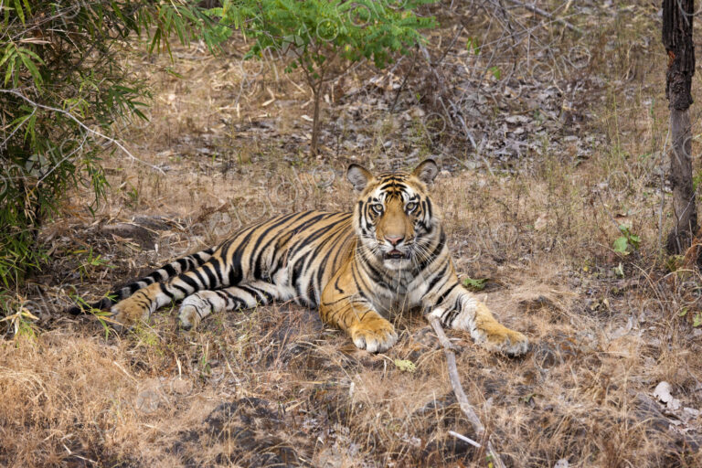 A tiger in Bandhavgarh National Park, India