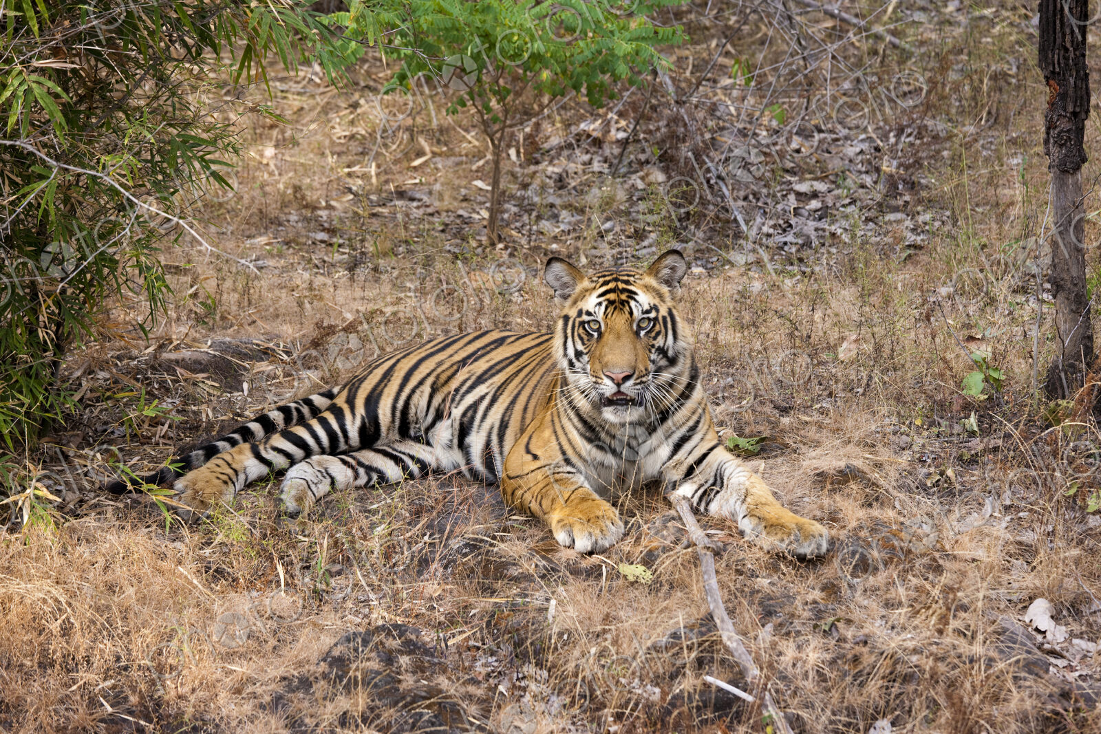 A tiger in Bandhavgarh National Park, India