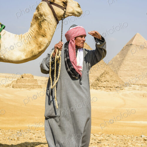 A tourist guide holding a camel on a halter, looking around, at the pyramid site at Giza.