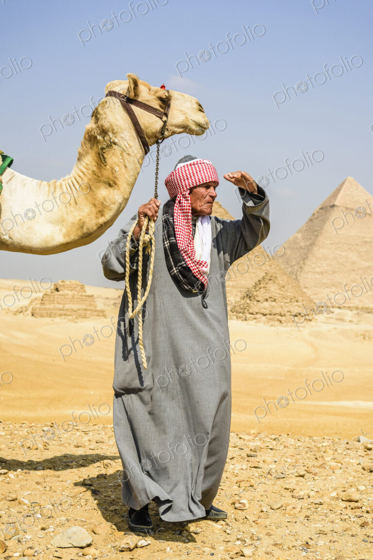 A tourist guide holding a camel on a halter, looking around, at the pyramid site at Giza.