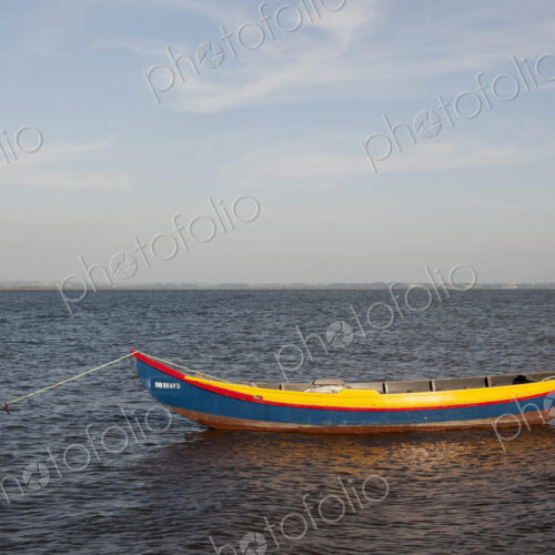 A traditional moliceiros fishing boat with high prow, painted in vivid colours, moored…