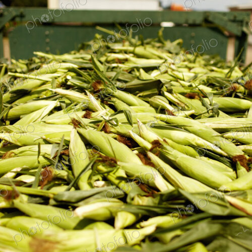 A trailor of harvested corn cobs, corn on the cob. Organic food ready for distribution.