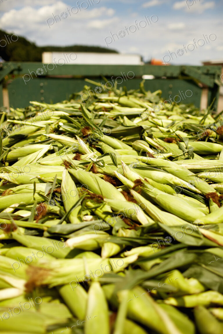 A trailor of harvested corn cobs, corn on the cob. Organic food ready for distribution.