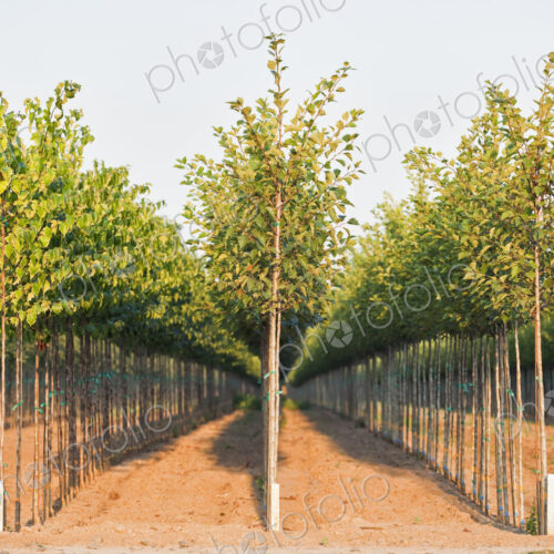 A tree nursery, rows of young sapling trees being grown