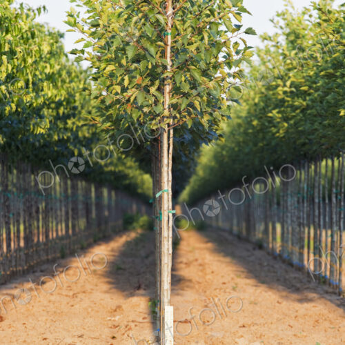 A tree nursery, rows of young sapling trees being grown