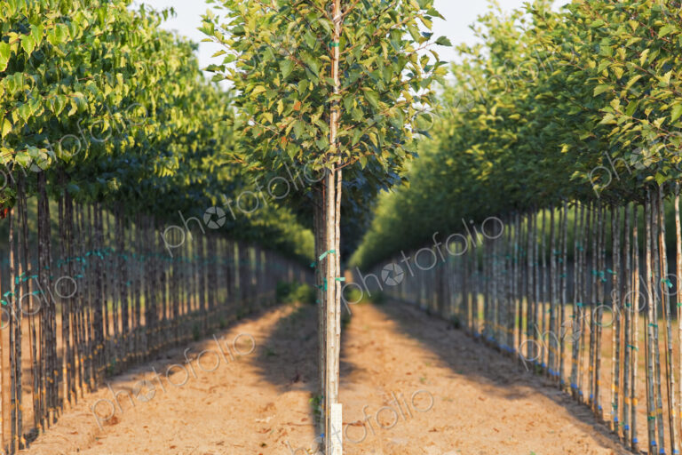 A tree nursery, rows of young sapling trees being grown