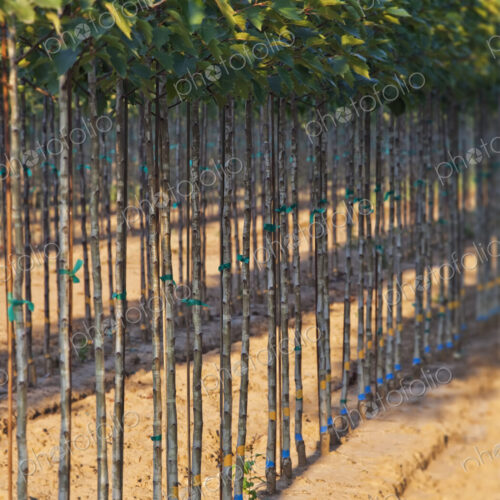 A tree nursery, rows of young sapling trees being grown