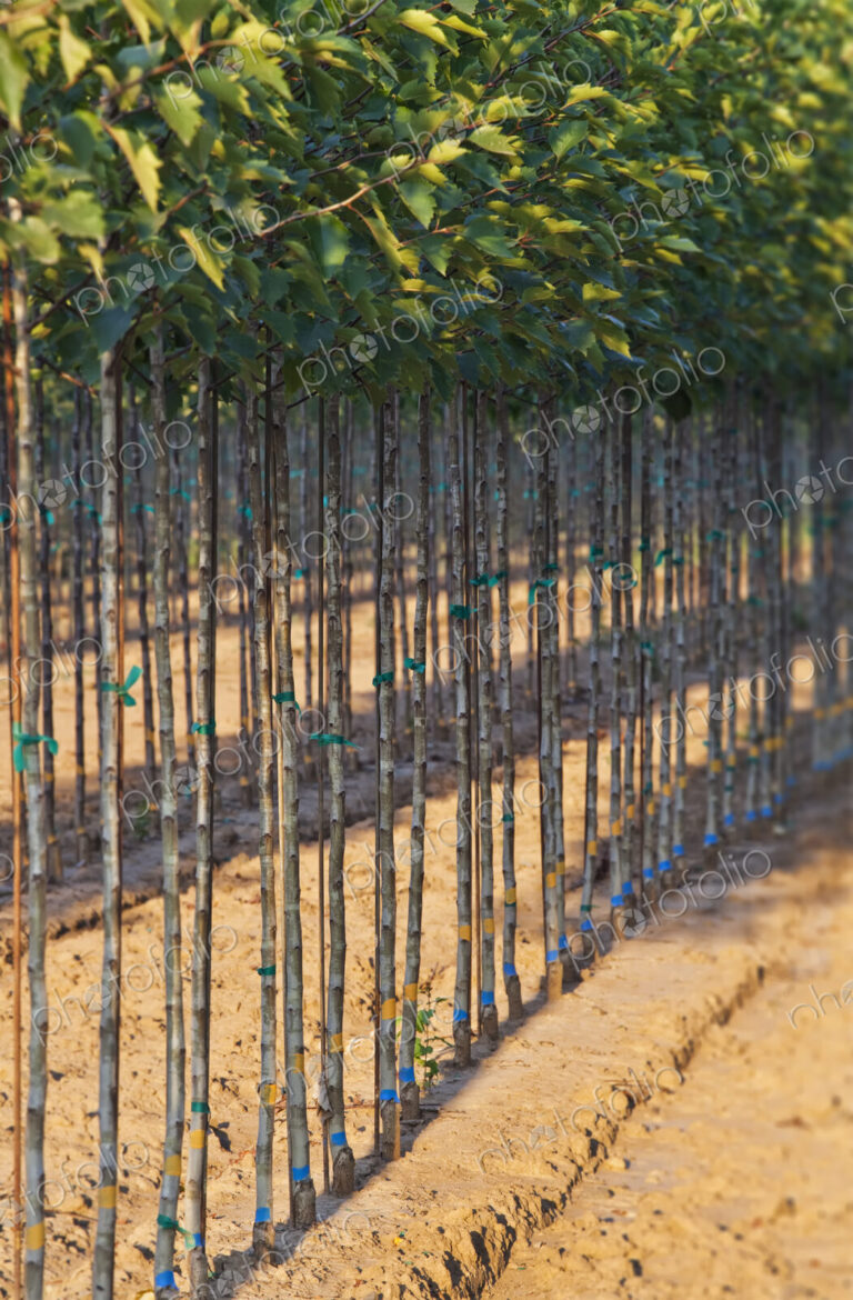 A tree nursery, rows of young sapling trees being grown