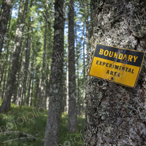A tree with an identifying marker in an area of experimental activity and forestry…