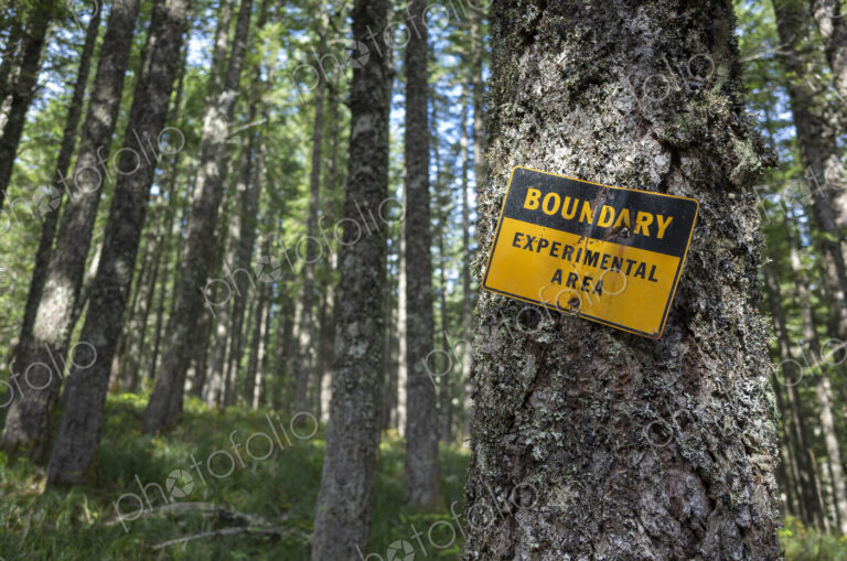 A tree with an identifying marker in an area of experimental activity and forestry…