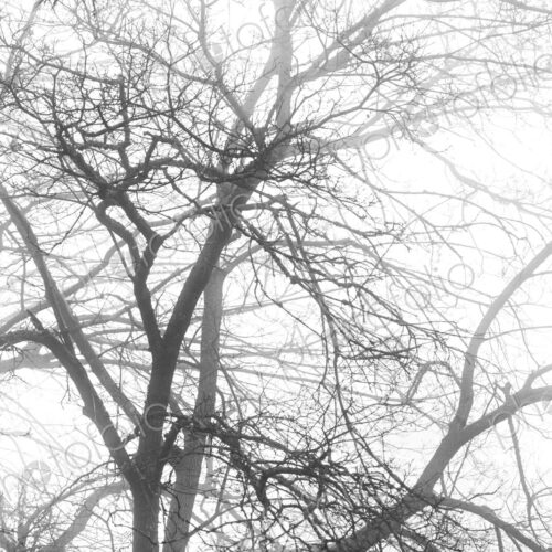 A tree with spreading bare branches, the canopy in winter, fog in the air. A tree with spreading bare branches, the canopy in winter, fog in the air.