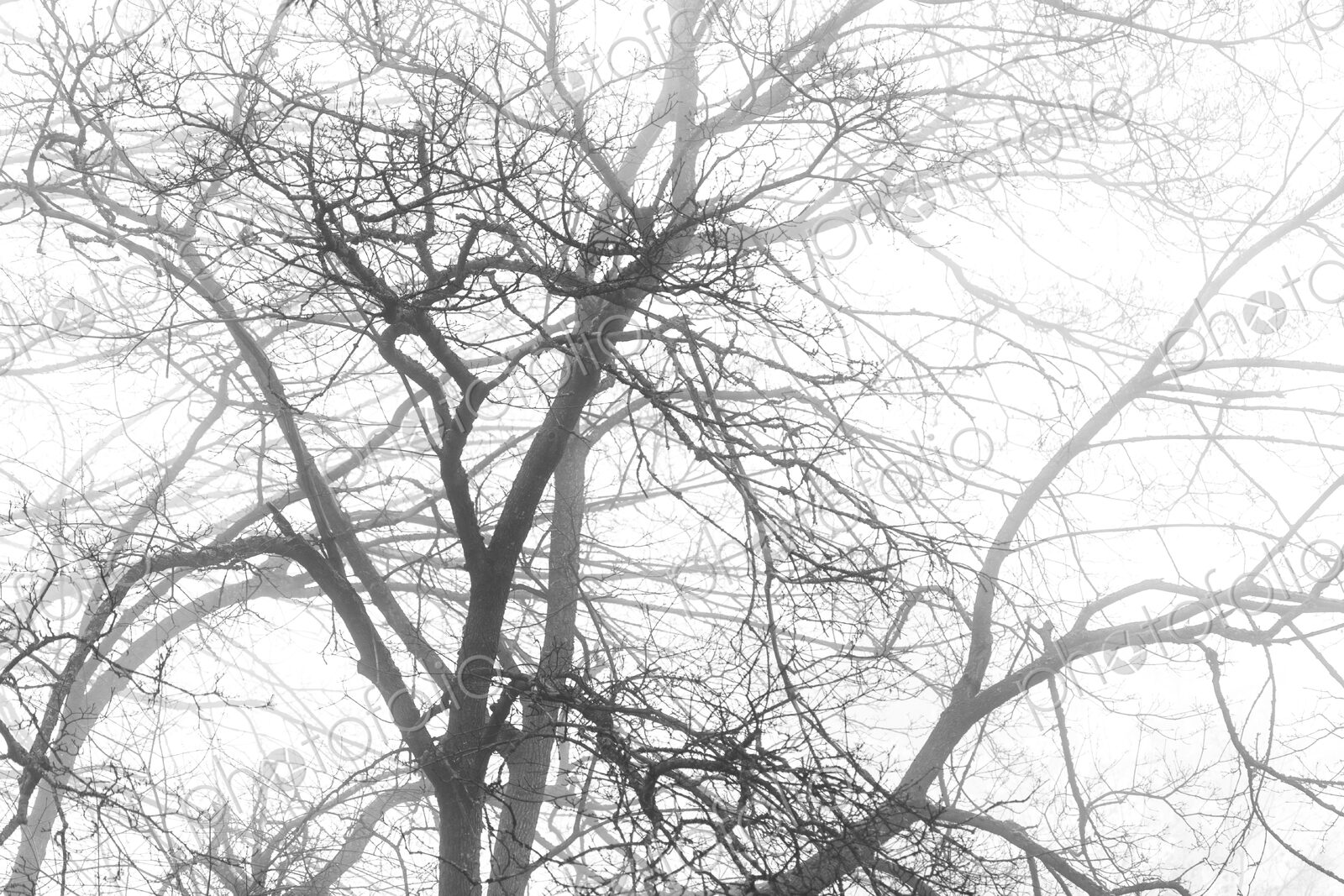 A tree with spreading bare branches, the canopy in winter, fog in the air.