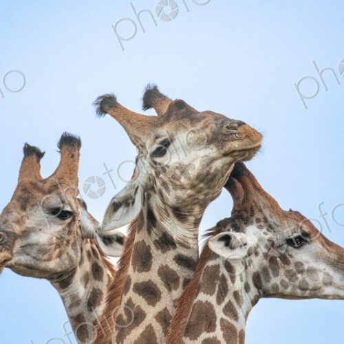 A trio of giraffe, Giraffa, close-up of their heads. A trio of giraffe, Giraffa, close-up of their heads.