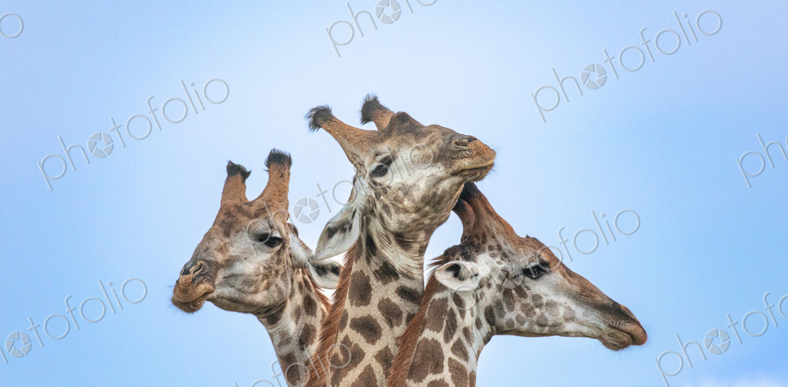 A trio of giraffe, Giraffa, close-up of their heads.