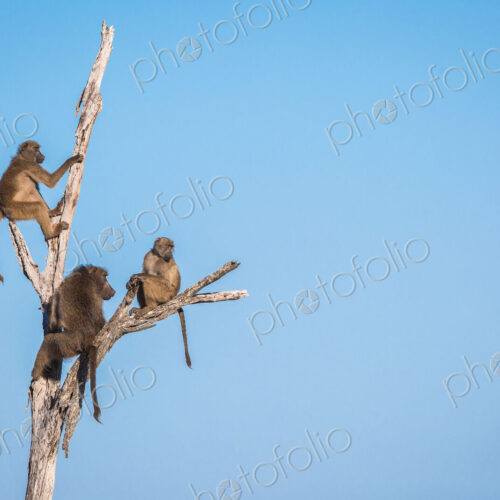 A troop of baboons, Papio ursinus, sit and climb a dead tree, looking away, blue sky… A troop of baboons, Papio ursinus, sit and climb a dead tree, looking away, blue sky…
