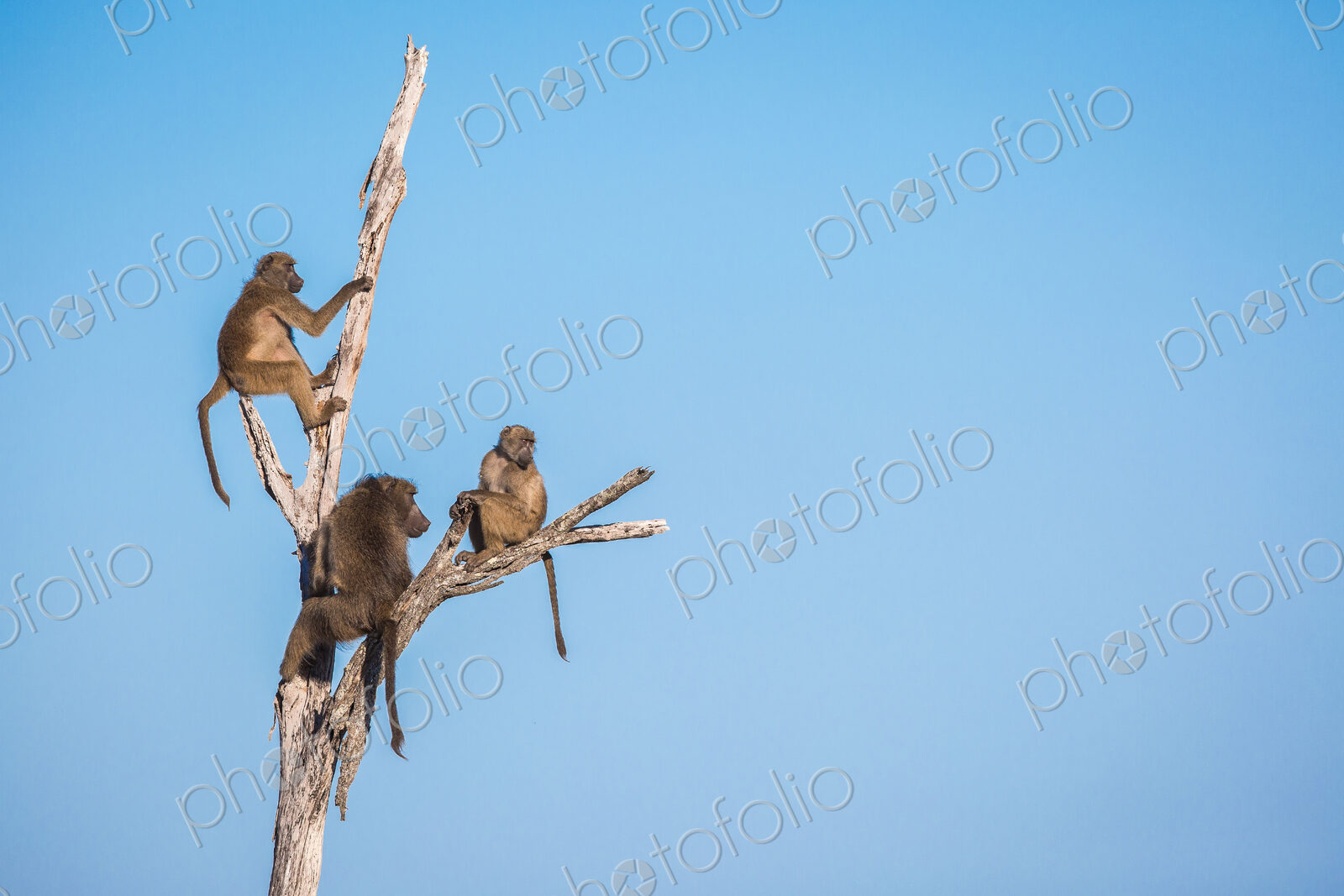 A troop of baboons, Papio ursinus, sit and climb a dead tree, looking away, blue sky…