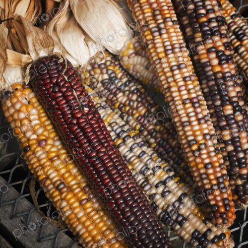 A variety of Indian corn cobs, with different natural colours and patterns. Maize. A variety of Indian corn cobs, with different natural colours and patterns. Maize.