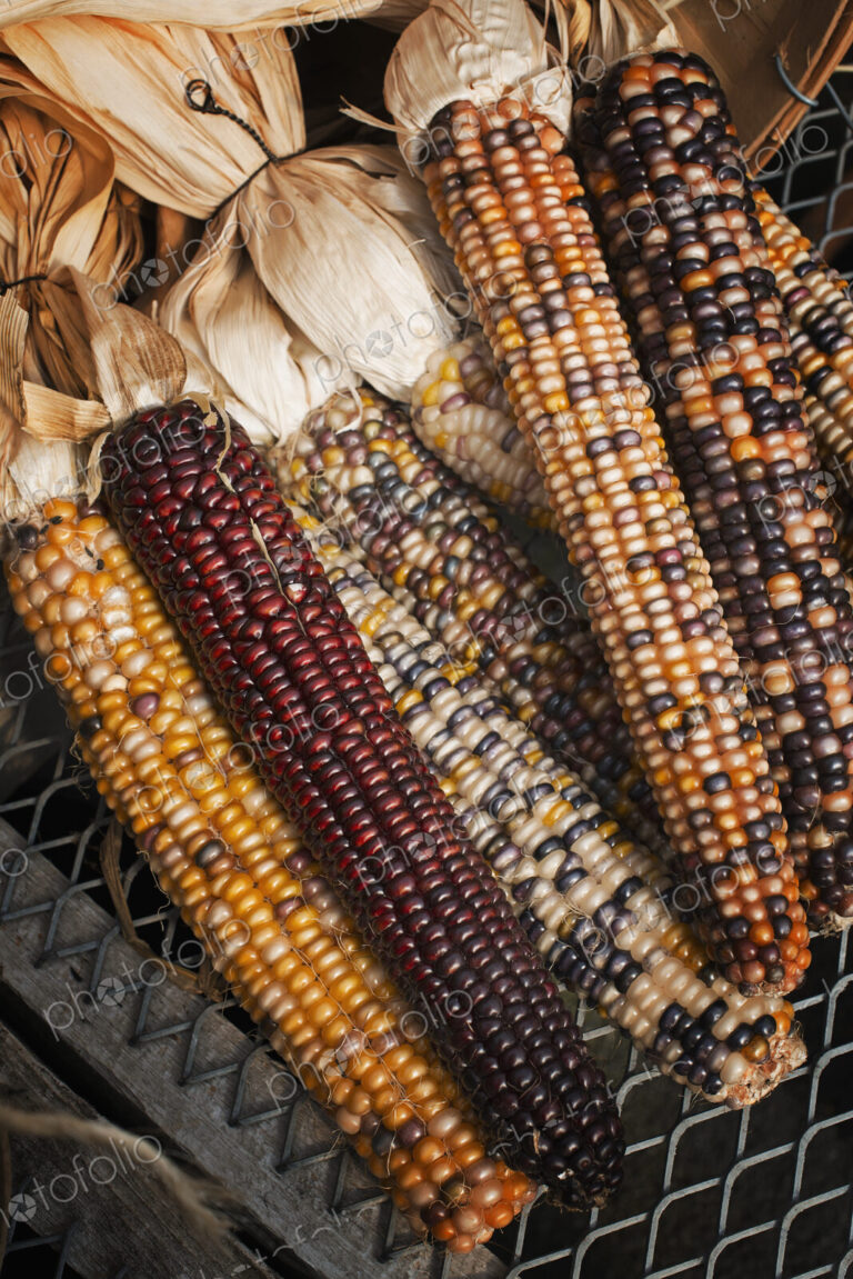 A variety of Indian corn cobs, with different natural colours and patterns. Maize.