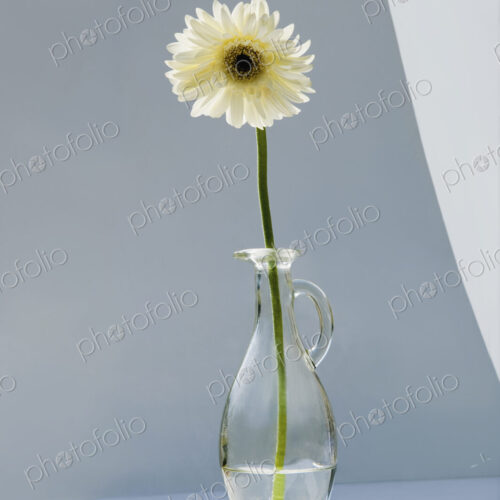 A vase holding a single white gerbera flower. A vase holding a single white gerbera flower.
