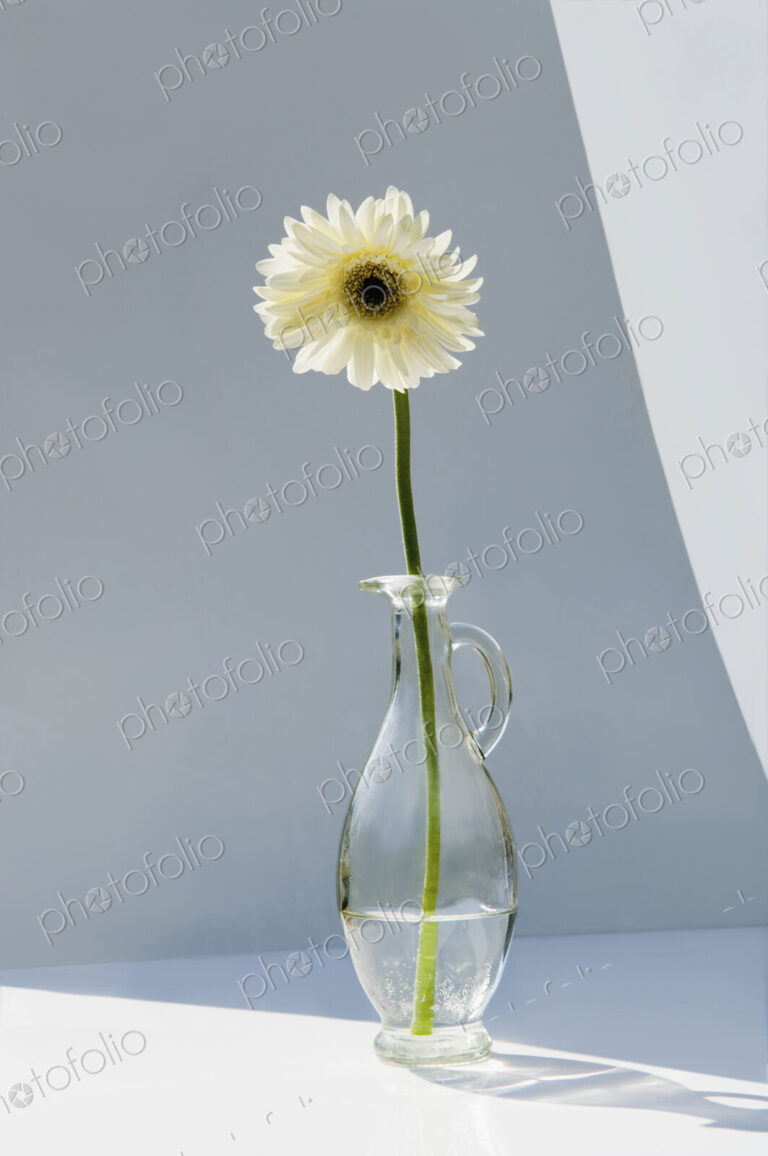 A vase holding a single white gerbera flower.