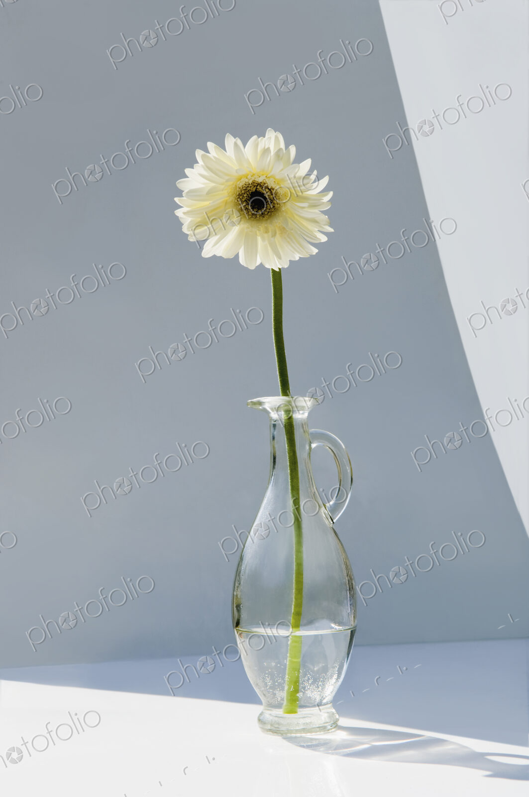 A vase holding a single white gerbera flower.