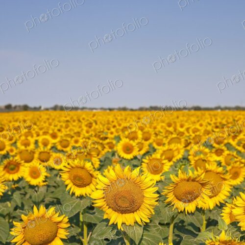 A vast field of blooming sunflowers stretches to the horizon under a clear summer sky,… A vast field of blooming sunflowers stretches to the horizon under a clear summer sky,…