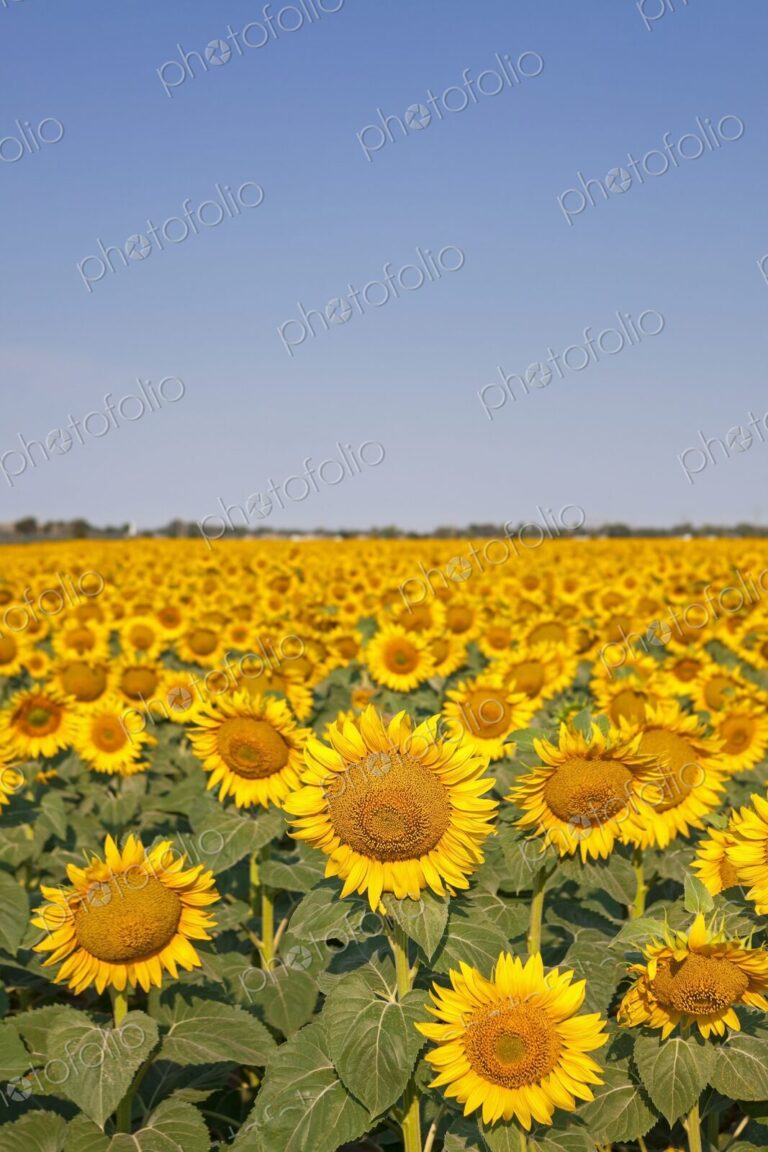 A vast field of blooming sunflowers stretches to the horizon under a clear summer sky,…