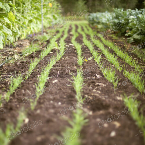 A vegetable garden bed. Planted with rows of green shoots, seedlings and plants. Fresh… A vegetable garden bed. Planted with rows of green shoots, seedlings and plants. Fresh…