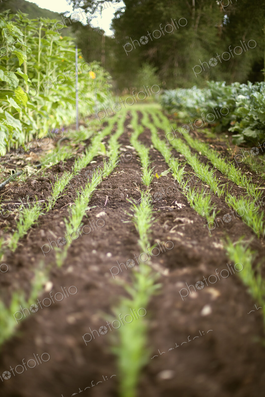 A vegetable garden bed. Planted with rows of green shoots, seedlings and plants. Fresh…