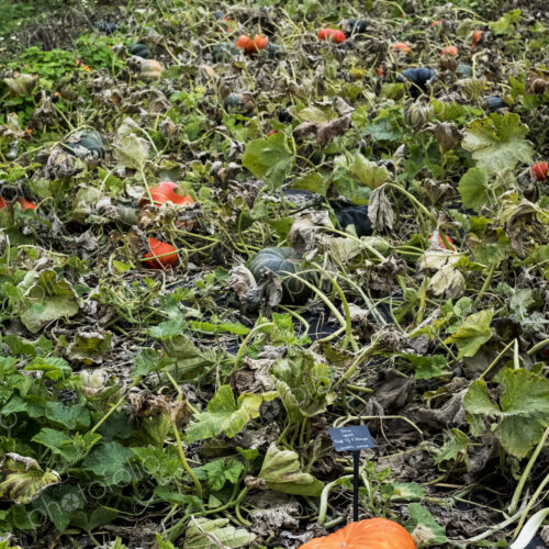 A vegetable garden pumpkin patch, ground covered with pumpkin gourds ripening among…