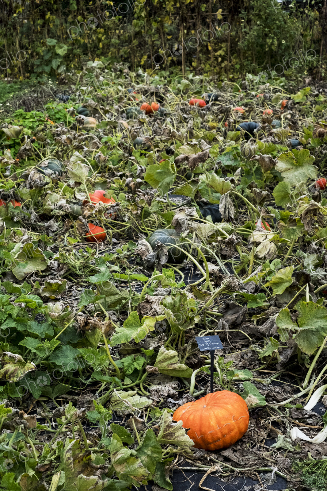 A vegetable garden pumpkin patch, ground covered with pumpkin gourds ripening among…