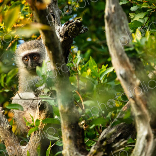 A vervet monkey, Chlorocebus pygerythrus, sitting in a tree.