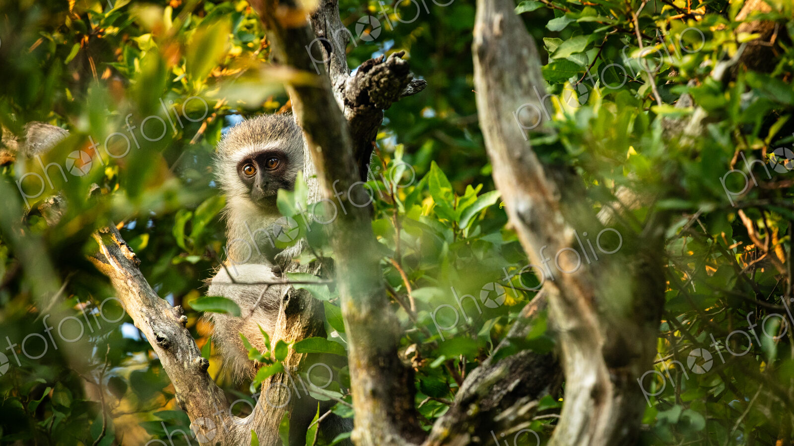A vervet monkey, Chlorocebus pygerythrus, sitting in a tree.