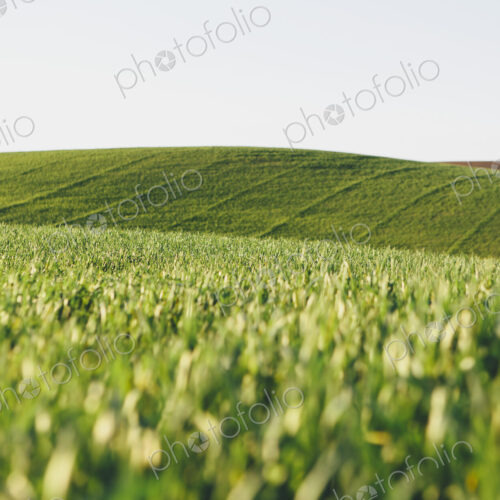 A view across the ripening stalks of a food crop, cultivated wheat growing in a field… A view across the ripening stalks of a food crop, cultivated wheat growing in a field…
