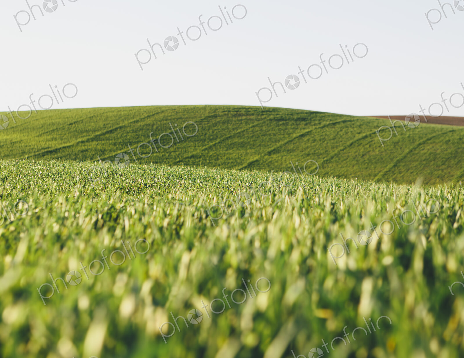 A view across the ripening stalks of a food crop, cultivated wheat growing in a field…