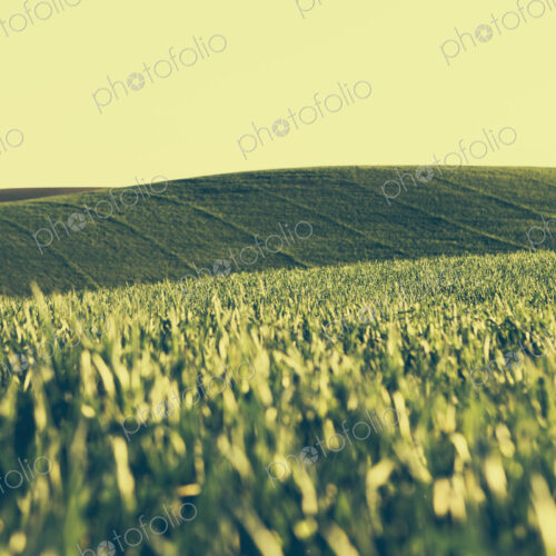 A view across the ripening stalks of a food crop, cultivated wheat growing in a field…