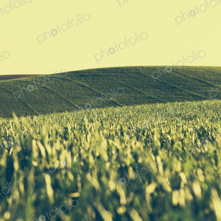 A view across the ripening stalks of a food crop, cultivated wheat growing in a field…