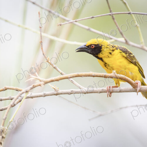 A village weaver, Ploceus cucullatus, perches on a bare branch, beak open